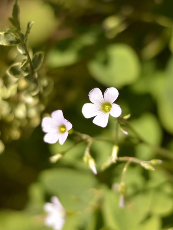 Flores